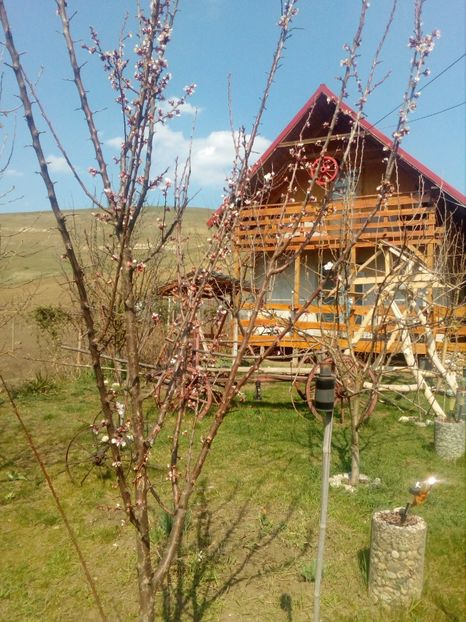  - Primavara in curte 2019