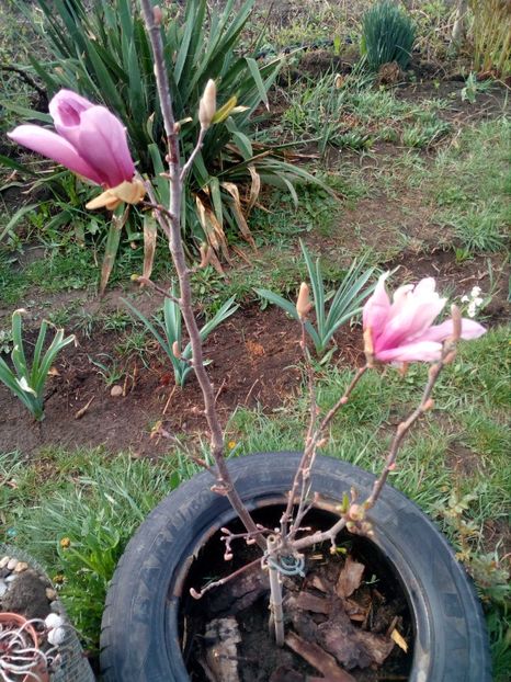  - magnoliile mele