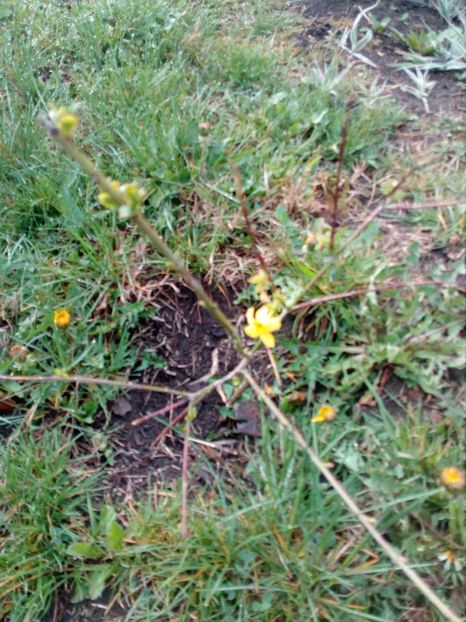  - Primavara in curte 2019