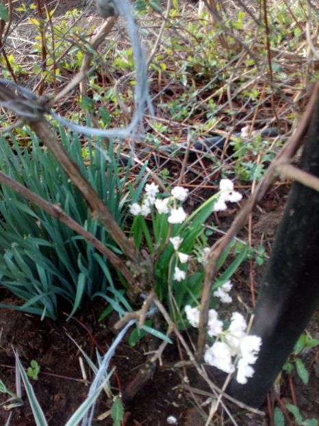  - Primavara in curte 2019