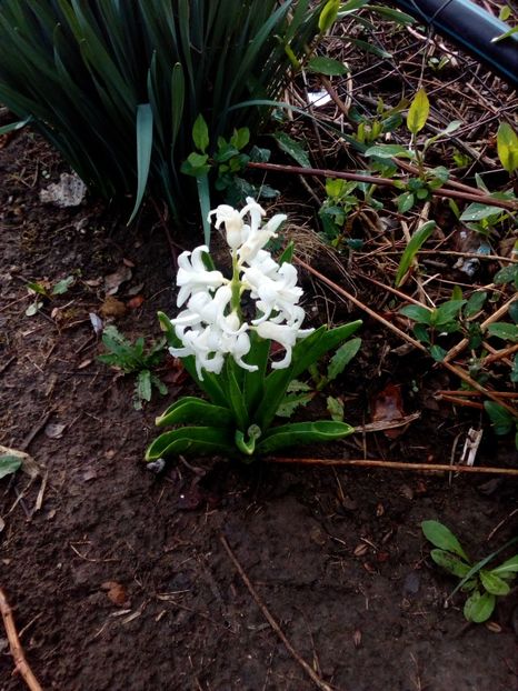  - Primavara in curte 2019