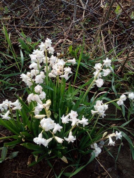  - Primavara in curte 2019