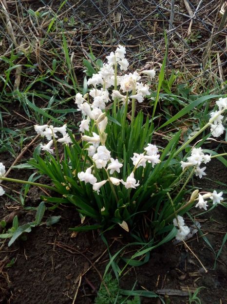  - Primavara in curte 2019