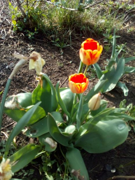  - Primavara in curte 2019