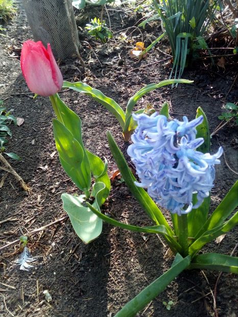  - Primavara in curte 2019