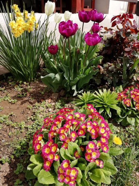 10.04 - gradina 2019