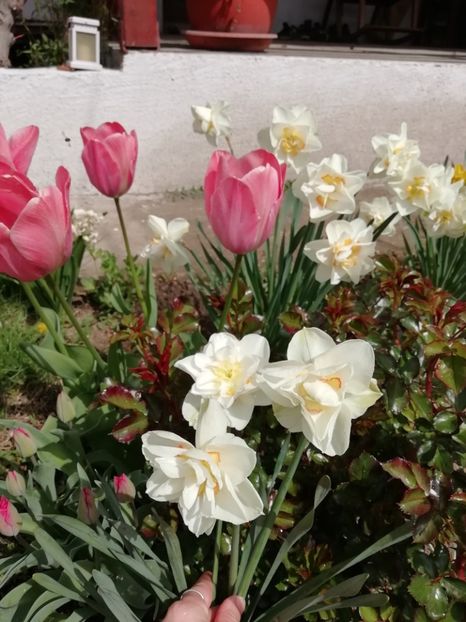 10.04 - gradina 2019