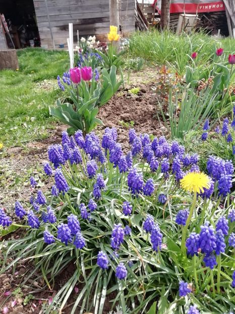 10.04 - gradina 2019