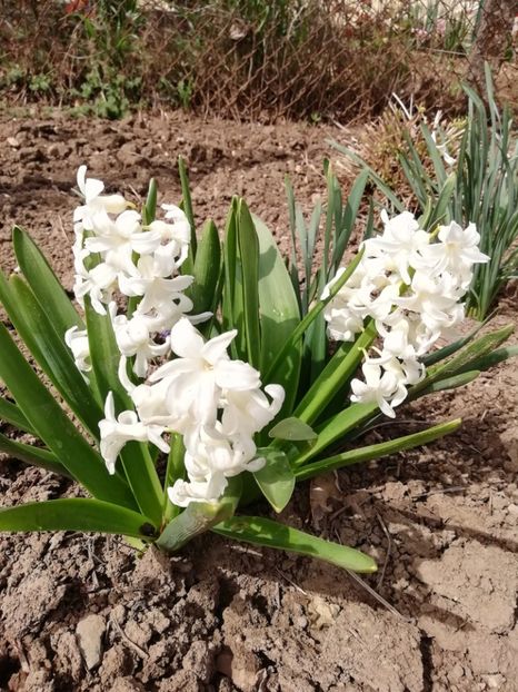 10.04 - gradina 2019