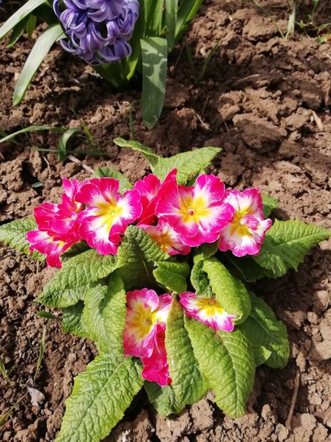 10.04 - gradina 2019