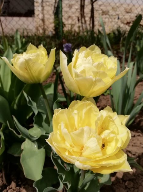 10.04 - gradina 2019