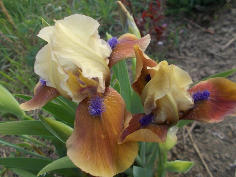  - Irisi -2019 Pumila si Barbata Nana