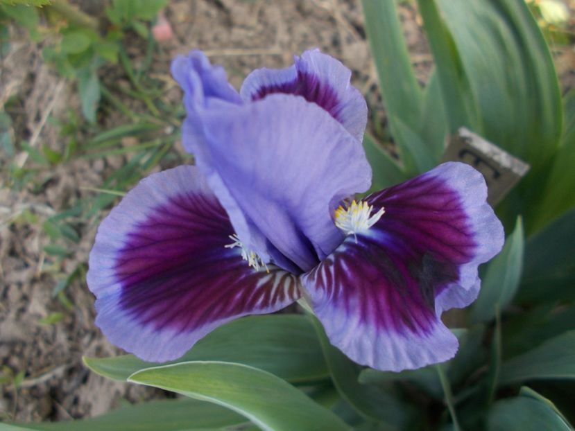  - Irisi -2019 Pumila si Barbata Nana