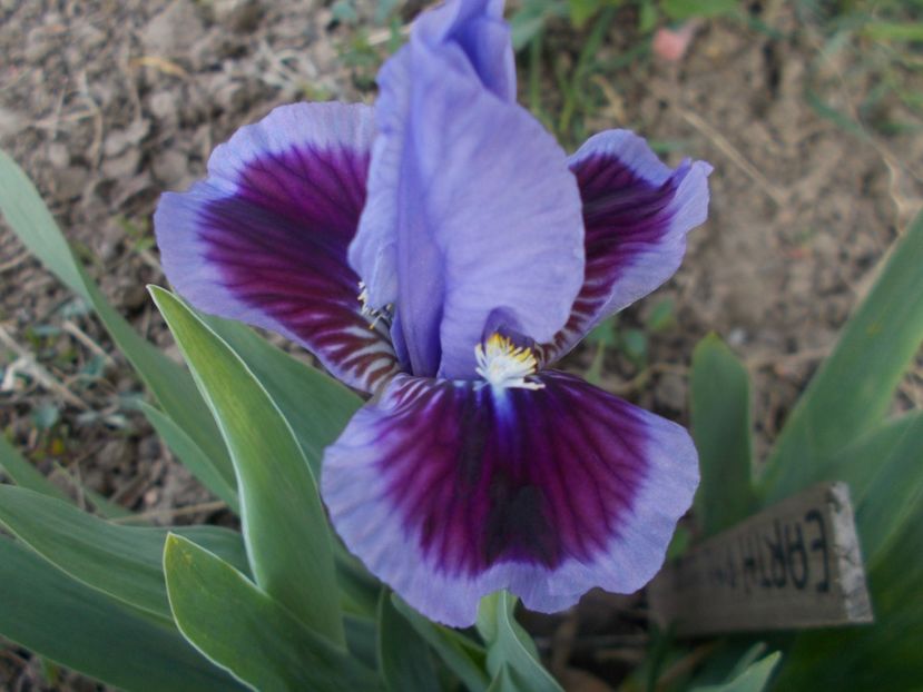  - Irisi -2019 Pumila si Barbata Nana