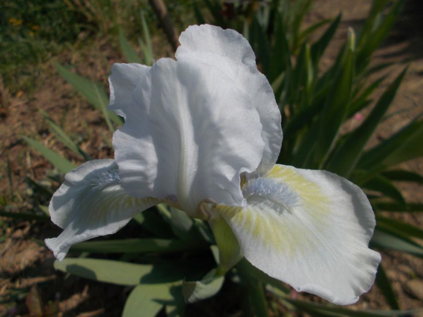  - Irisi -2019 Pumila si Barbata Nana