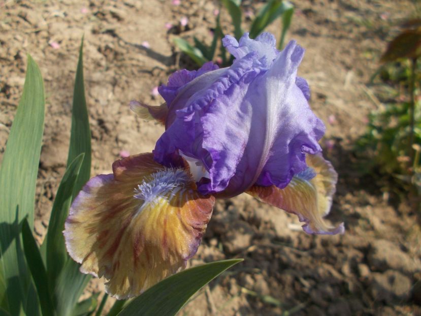  - Irisi -2019 Pumila si Barbata Nana