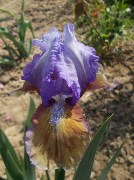  - Irisi -2019 Pumila si Barbata Nana