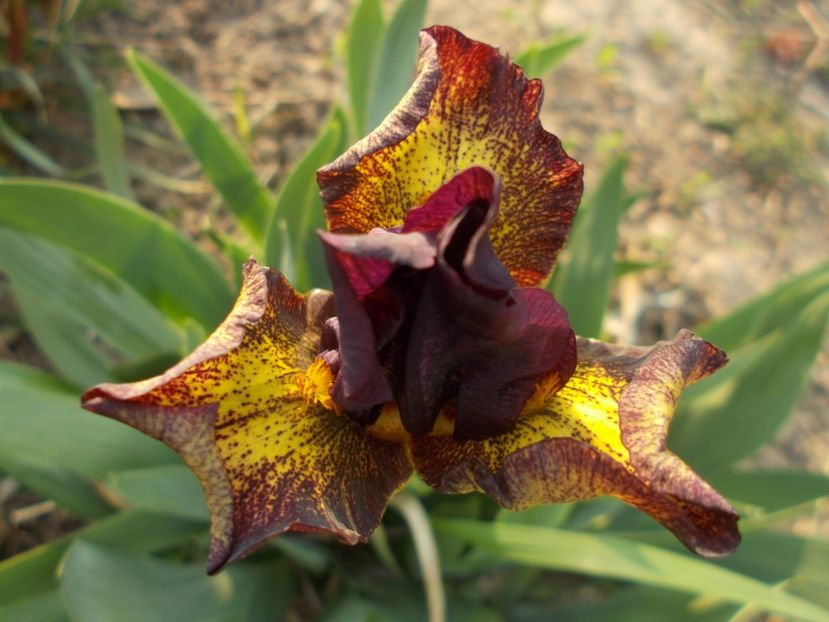  - Irisi -2019 Pumila si Barbata Nana