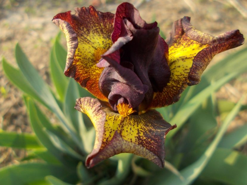  - Irisi -2019 Pumila si Barbata Nana