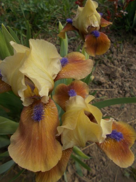  - Irisi -2019 Pumila si Barbata Nana