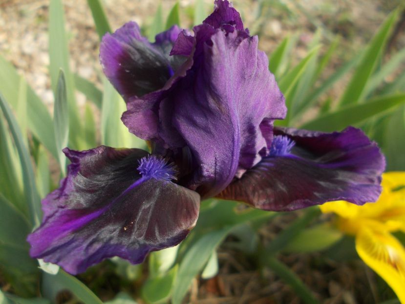  - Irisi -2019 Pumila si Barbata Nana