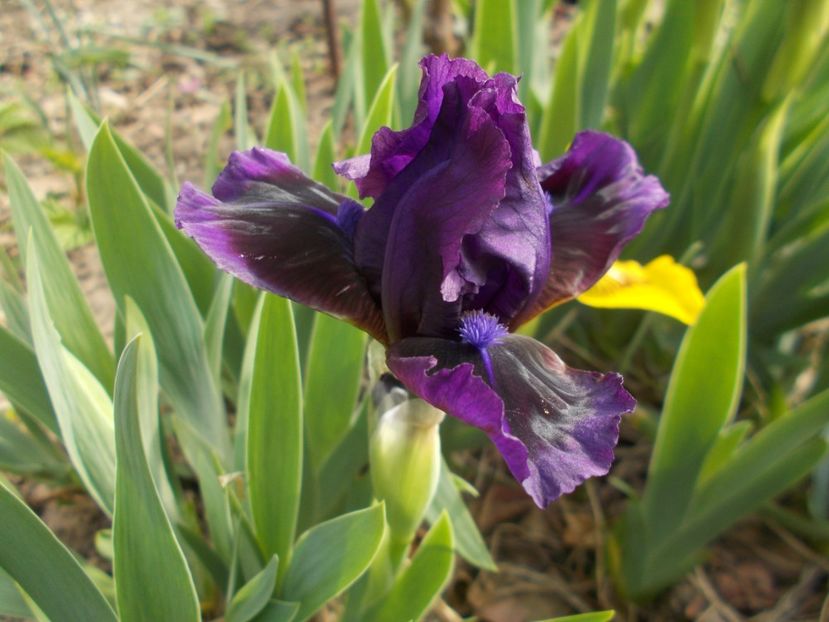  - Irisi -2019 Pumila si Barbata Nana