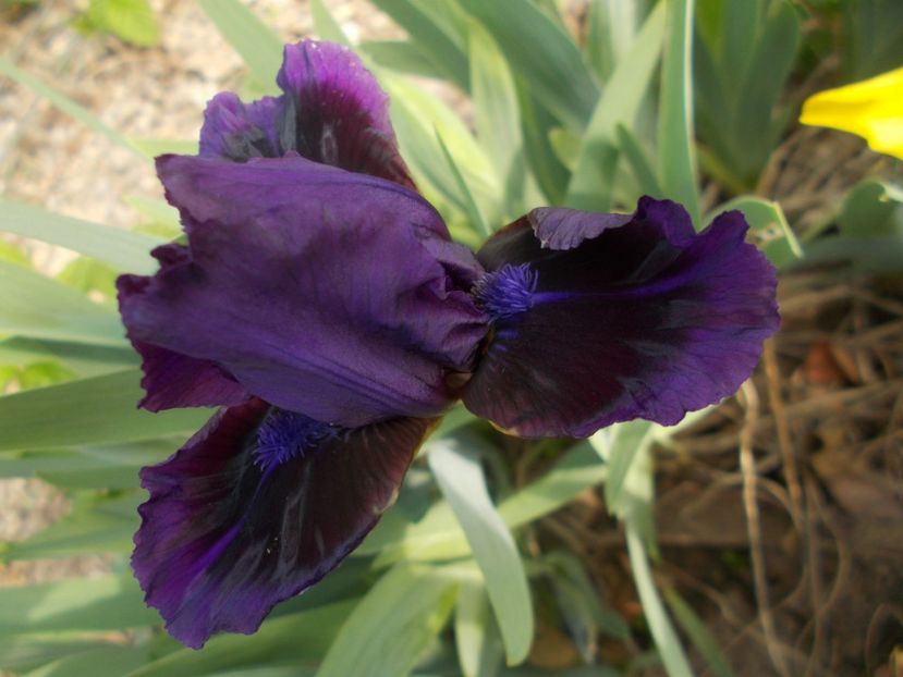  - Irisi -2019 Pumila si Barbata Nana