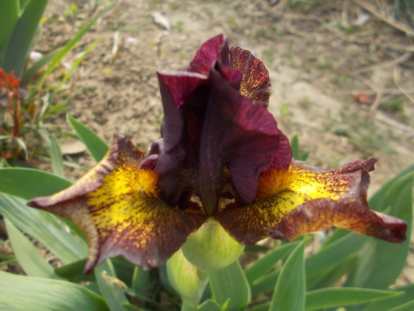  - Irisi -2019 Pumila si Barbata Nana