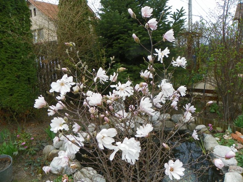 10 apr (1) - Copacei si arbusti 2019