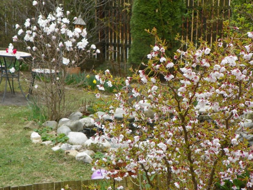 10 apr (9) - Copacei si arbusti 2019
