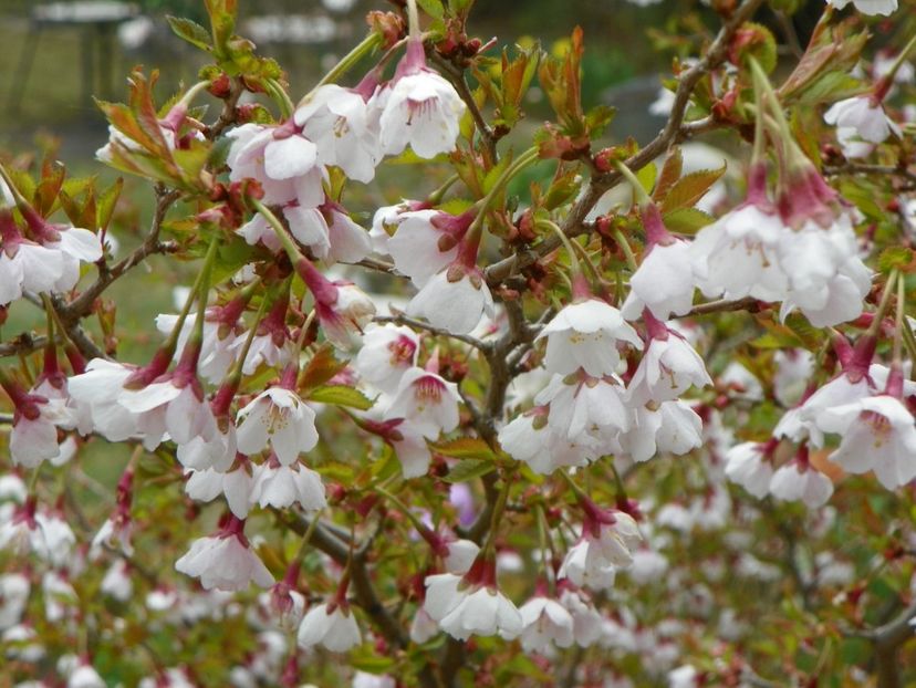 10 apr (10) - Copacei si arbusti 2019