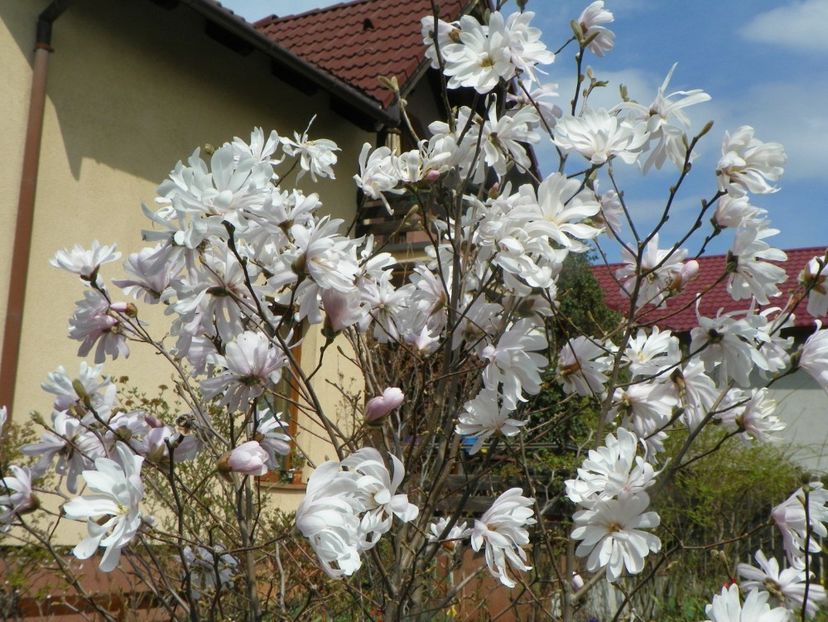 10 apr (52) - Copacei si arbusti 2019