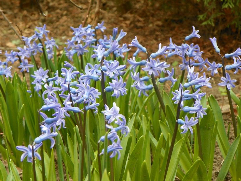 10 apr (13) - Primavara 2019