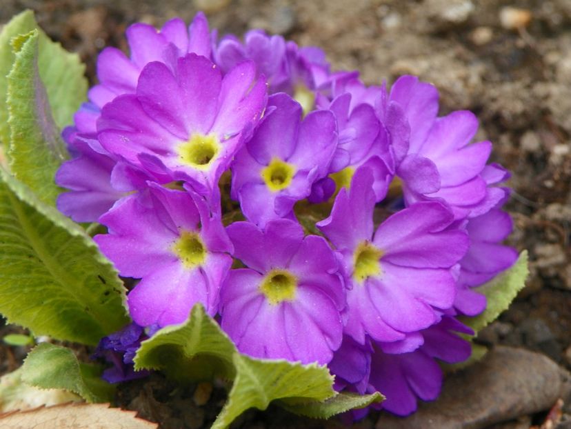 primula denticulata Blue Selection - Primavara 2019