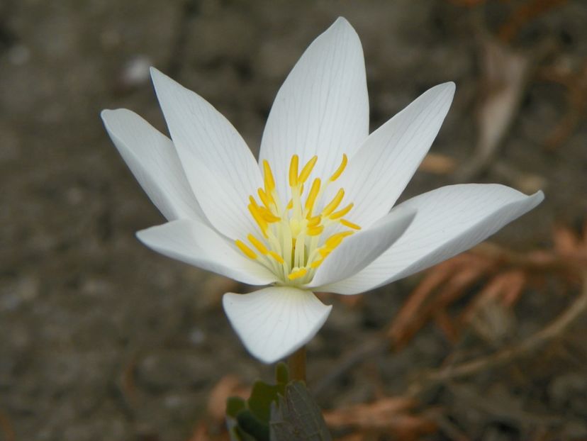 sanguinaria canadensis - Primavara 2019