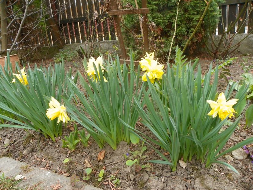 10 apr (24) - Primavara 2019