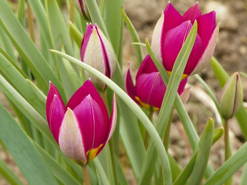 tulipa Persian Pearl - Primavara 2019