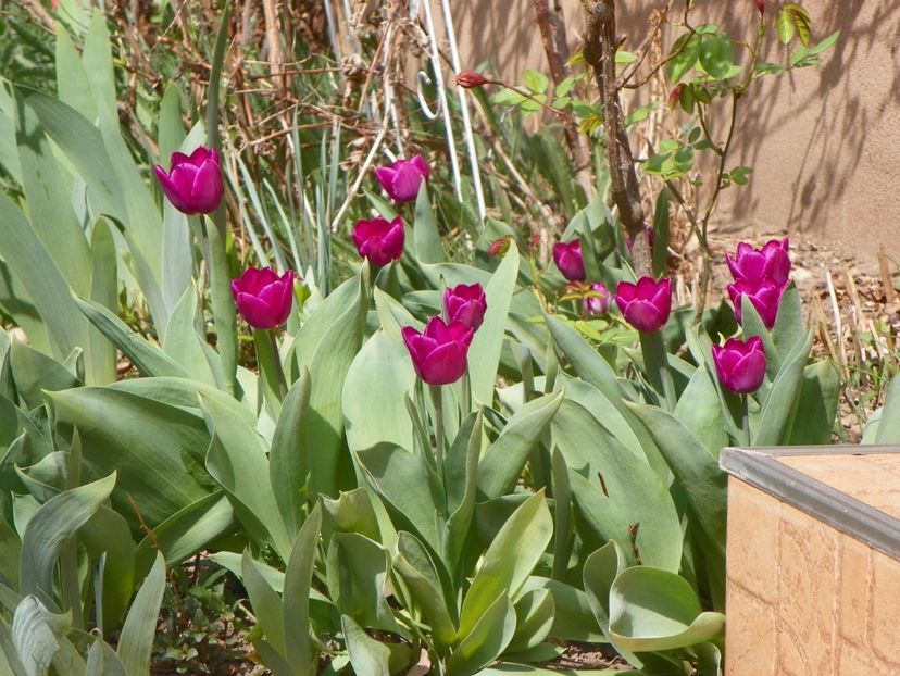 lalele Purple Flag - Primavara 2019