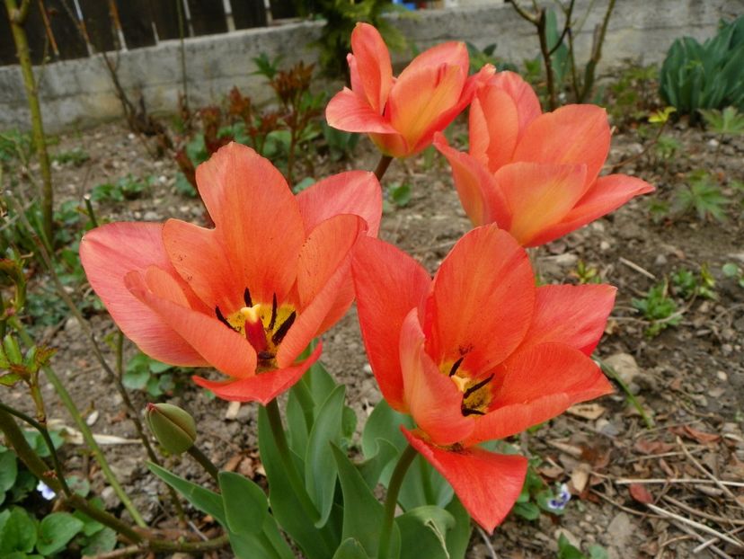 10 apr (62) - Primavara 2019