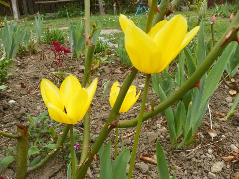 10 apr (63) - Primavara 2019