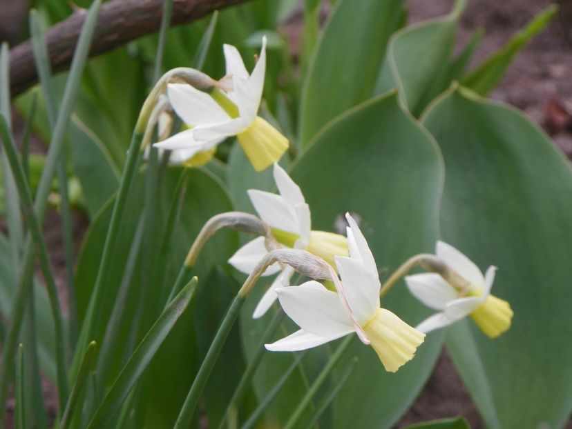 Jack Snipe - Primavara 2019