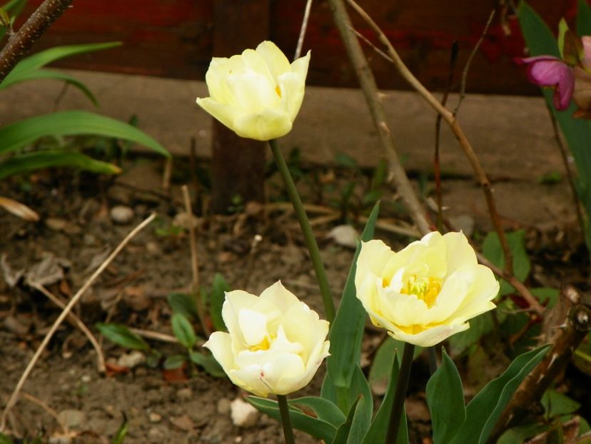 Montreux - Primavara 2019