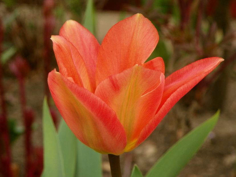 10 apr (67) - Primavara 2019