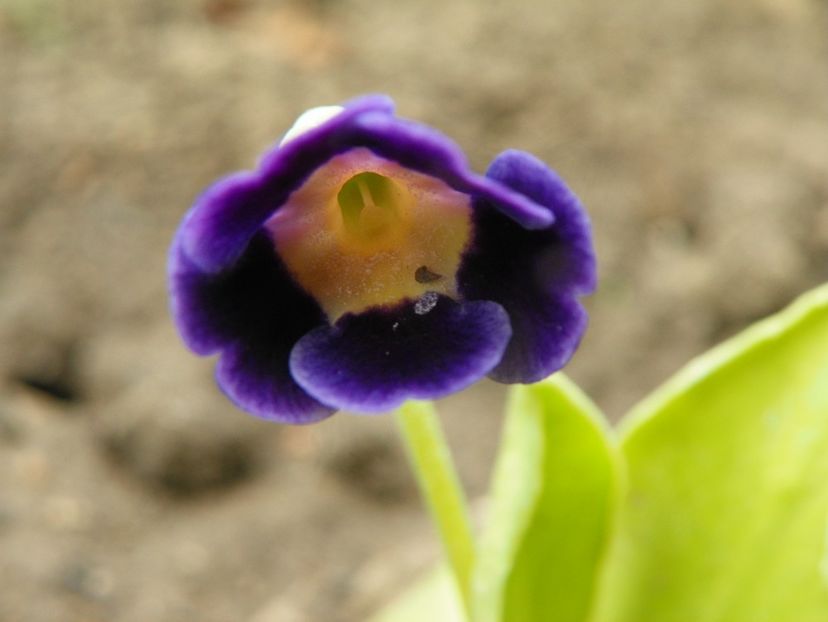 primula pubescens - Primavara 2019