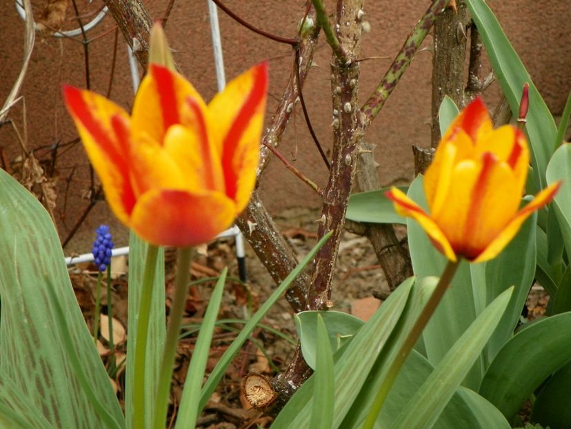 10 apr (71) - Primavara 2019