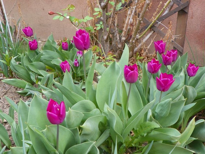 Purple Flag - Primavara 2019