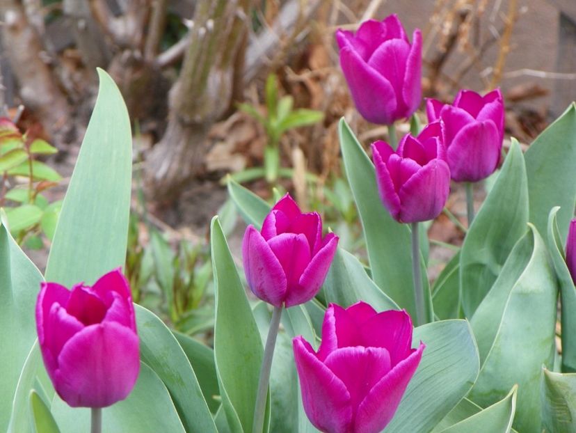 Purple Flag - Primavara 2019