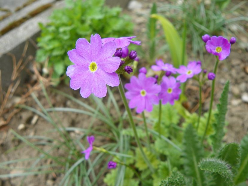 primula sieboldii - Primavara 2019