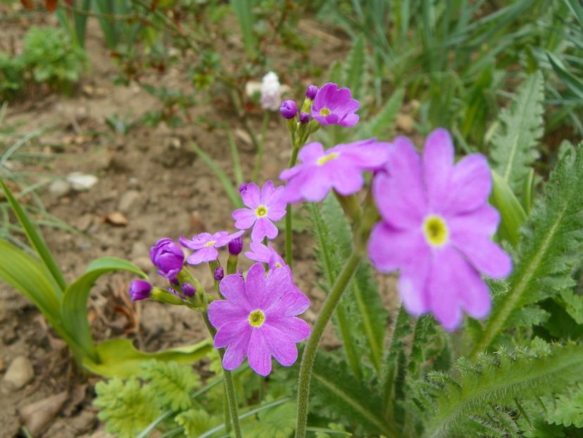primula sieboldii - Primavara 2019