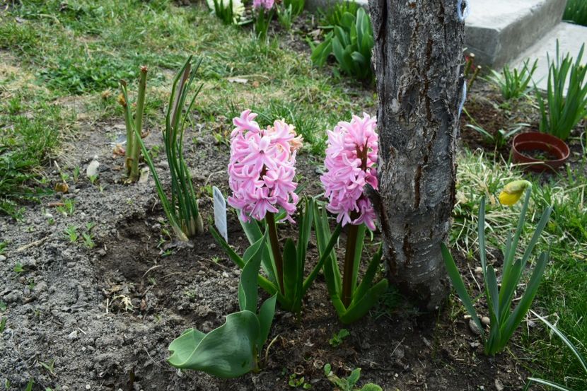  - Primavara lui 2019 in gradina mea